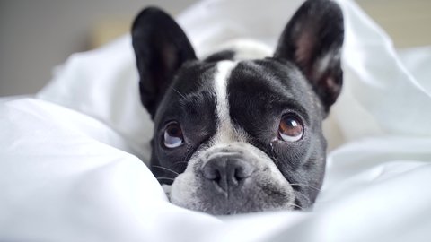 portrait adorable little french bulldog lying on a bed under white blanket, sad looking into the camera. Close up Cute pet at home alone. Indoors. Poor sick tired bored care dog and animals concept