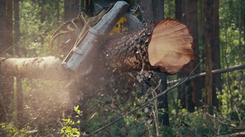 Huge Harvester crane is cutting down trees in the forest. Industrial forestry harvester crane processing the cut tree trunks. Modern Harvester crane cutting multiple wooden logs. Timber Industry.