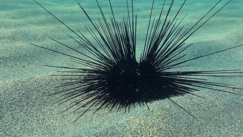 Black longspine urchin or Long-spined sea urchin (Diadema setosum) slowly moves its needles on the sandy seabed, close-up.