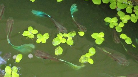 a group of guppy fish swim in the basin with green duckweed floating