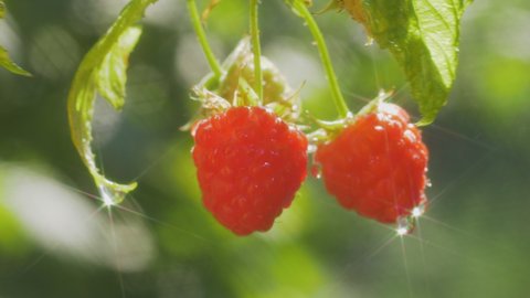 Ripe and juicy raspberries on a bush branch are swaying in the wind. Solar glare in the form of stars on water drops. Water droplets fall from the leaves. Blurred bokeh background.