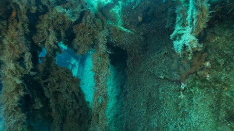 Dusky Grouper swim on the shipwreck Swedish ferry MS Zenobia. Slow motion, Wreck diving. Mediterranean sea, Cyprus