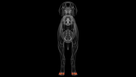Middle Phalanx Bones Dog skeleton Anatomy For Medical Concept 3D Illustration