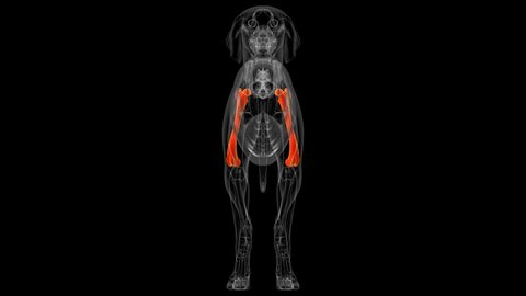 Femur Bones Dog skeleton Anatomy For Medical Concept 3D Illustration