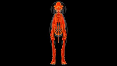 Dog skeleton Anatomy For Medical Concept 3D Illustration