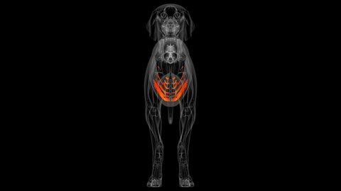 Costal Cartilage Bones Dog skeleton Anatomy For Medical Concept 3D Illustration