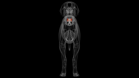 Sacrum Bone Dog skeleton Anatomy For Medical Concept 3D Illustration