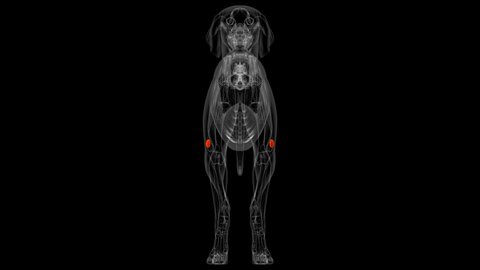 Patella Bones Dog skeleton Anatomy For Medical Concept 3D Illustration