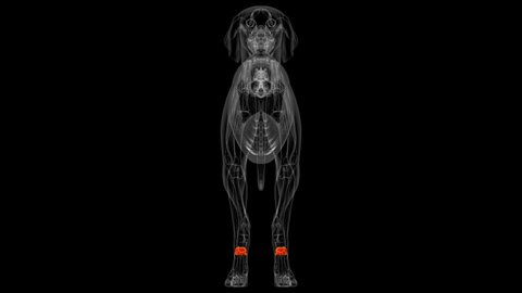 Carpals Bones Dog skeleton Anatomy For Medical Concept 3D Illustration