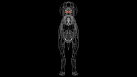Dog lower teeth Anatomy For Medical Concept 3D Illustration