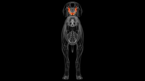 Mandible Bones Dog skeleton Anatomy For Medical Concept 3D Illustration