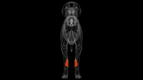 
Tarsus Bones Dog skeleton Anatomy For Medical Concept 3D Illustration