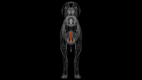 Sternum Bones Dog skeleton Anatomy For Medical Concept 3D Illustration