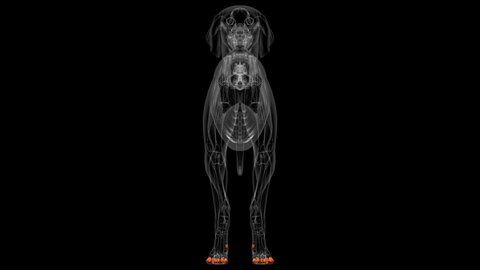 Distal Phalanx Bones Dog skeleton Anatomy For Medical Concept 3D Illustration