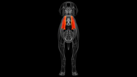 Scapula Bones Dog skeleton Anatomy For Medical Concept 3D Illustration