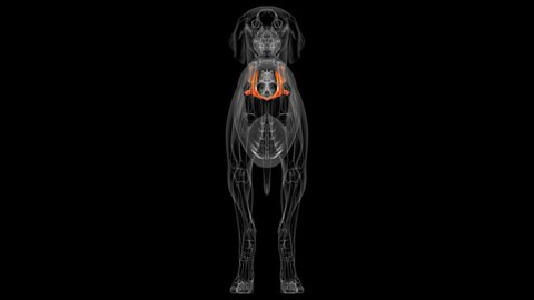 Pelvis Bones Dog skeleton Anatomy For Medical Concept 3D Illustration