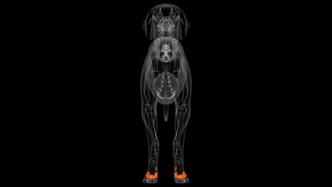 
Proximal phalanx Bones Dog skeleton Anatomy For Medical Concept 3D Illustration