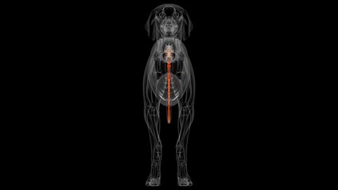 Caudal Vertebrae Bones Dog skeleton Anatomy For Medical Concept 3D Illustration