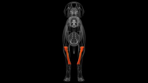 
Tibia Bones Dog skeleton Anatomy For Medical Concept 3D Illustration