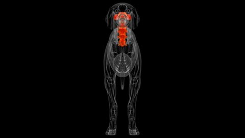 Cervical Vertebrae Bones Dog skeleton Anatomy For Medical Concept 3D Illustration