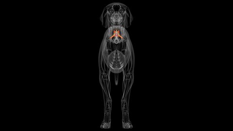 Lumbar Vertebrae Bones Dog skeleton Anatomy For Medical Concept 3D Illustration
