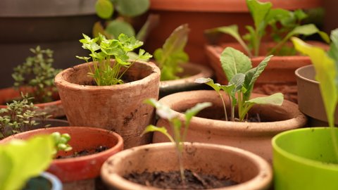 Growing vegetble plants in garden pottery. Organic urban gardening