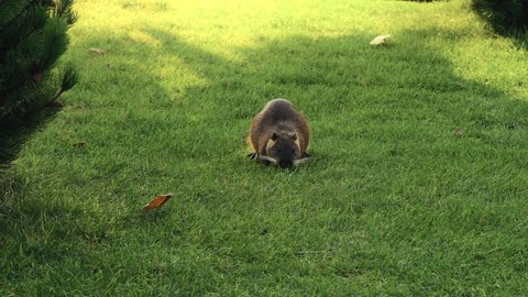 Beautiful Muskrat Eats Grass on the Lawn in the Park Then Runs Away