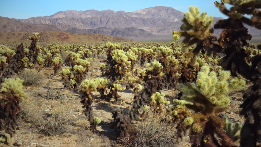 Оpuntia bigelovii (Teddy Bear Cholla), in the Cholla Cactus Garden Joshua Tree, CA