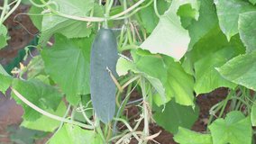 The vegan product, cucumber, hangs in green foliage. It's harvest time. Healthy food concept, vegetarian diet of raw food. Non-GMO organic food. Background, splash. UHD 4K.