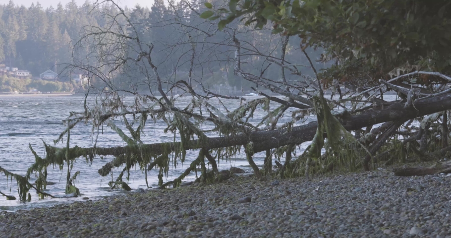 fallen tree leaning out over puget sound water