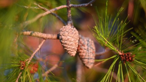 A pine cone on a tree at sunset, close up. Branch of pine with green needles and conifer cone at summer. Pine trees on the beach.