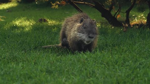 Young Muskrat Combs Herself With Her Back Paw Sitting on the Lawn in City Park