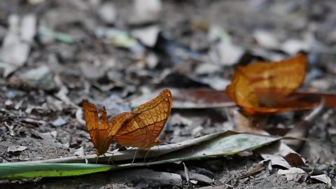 Four individuals flapping their wings as they lick on minerals from the forest ground; Thai Cruiser, Vindula erota, Kaeng Krachan National Pak, Thailand.