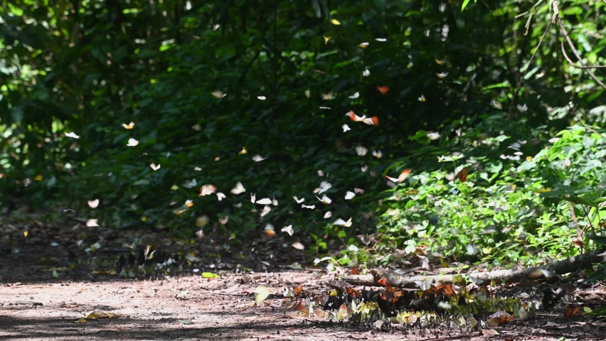Butterflies of all kinds flying over swarms feeding on minerals on the ground in Kaeng Krachan National Park, UNESCO World Heritage, Thailand.