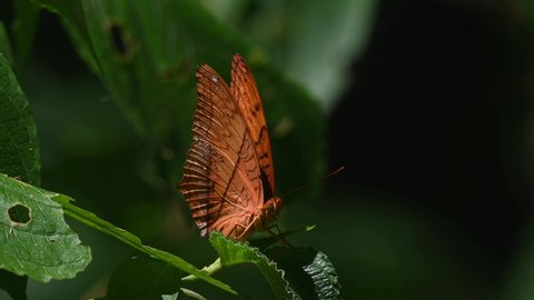 A close up of a Thai Cruiser, Vindula erota, facing the camera while flapping its wings during a hot summer day in a rainforest; Kaeng Krachan National Park, UNESCO World Heritage, Thailand.