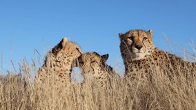 Closeup: Cheetah licks clean ear of sibling in golden savanna grass - Powered by Shutterstock - Get 15% off with code: PIKWIZARD15