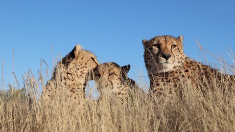 Closeup: Cheetah licks clean ear of sibling in golden savanna grass