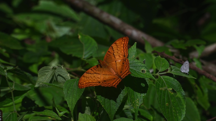 Thai Cruiser, Vindula erota, perched on a plant during a sunny day and another one arrives while others are flying around; Kaeng Krachan National Park, UNESCO World Heritage, Thailand.