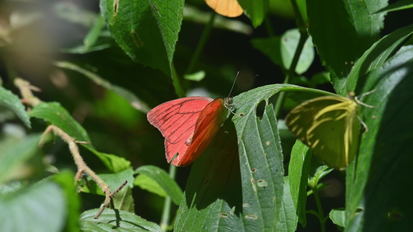 Seen from its side perched on a leaf facing to the right while other butterflies fly around; Orange Albatross, Appias nero, Kaeng Krachan National Park, UNESCO World Heritage, Thailand.