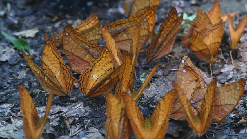 A kaleidoscope of Thai Cruiser, Vindula erota, feeding on minerals on the forest ground in Kaeng Krachan National Park, UNESCO World Heritage, Thailand.
