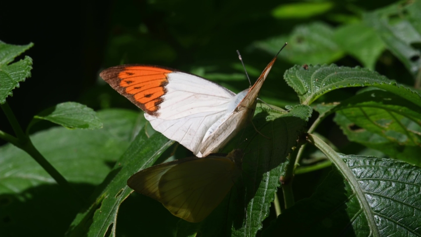 Great Orange Tip, Hebomoia glaucippe, Kaeng Krachan National Park, UNESCO World Heritage, Thailand; close up footage of this individual basking under the morning sun.