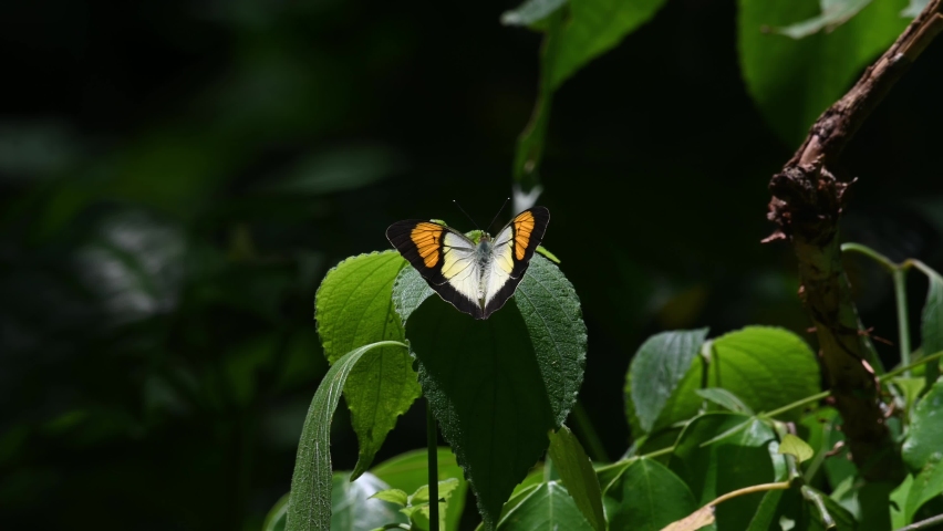 Yellow Orange Tip, Ixias pyrene, Kaeng Krachan National Park, UNESCO World Heritage, Thailand; perched on a leaf casting a shadow then flies away.