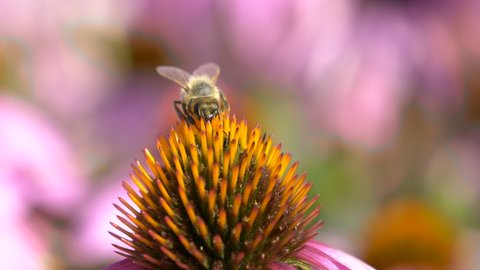Busy bee working on petal of Echinacea Purpurea during sunlight and flying away