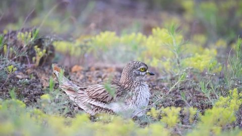 Eurasian Stone-curlew Burhinus oedicnemus with chick in the wild