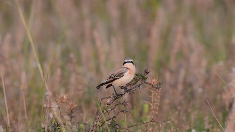 Wheatear or Oenanthe oenanthe sitting on a branch. Bird perching on tree and fly away.