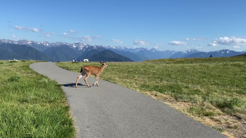 Deer walks across the trail at Hurricane Ridge in Olympic National Park