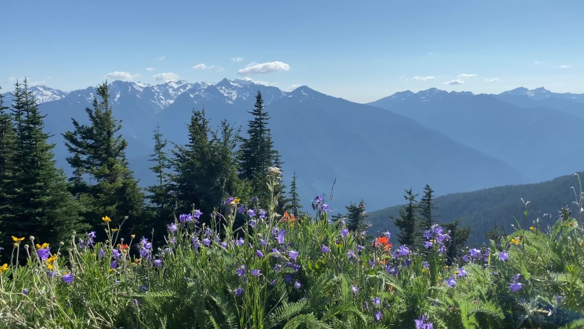 Wildflowers in bloom at Hurricane Ridge in Olympic National Park Royalty-Free Stock Footage #1078614254