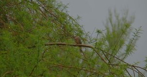 Dove perched on a Palo Verde Tree in the rain during a monsoon