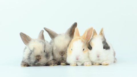 A group of healthy lovely baby bunny easter rabbits on white background. Cute fluffy rabbits on white background Lovely mammal with beautiful bright eyes in nature life. Animal concept.