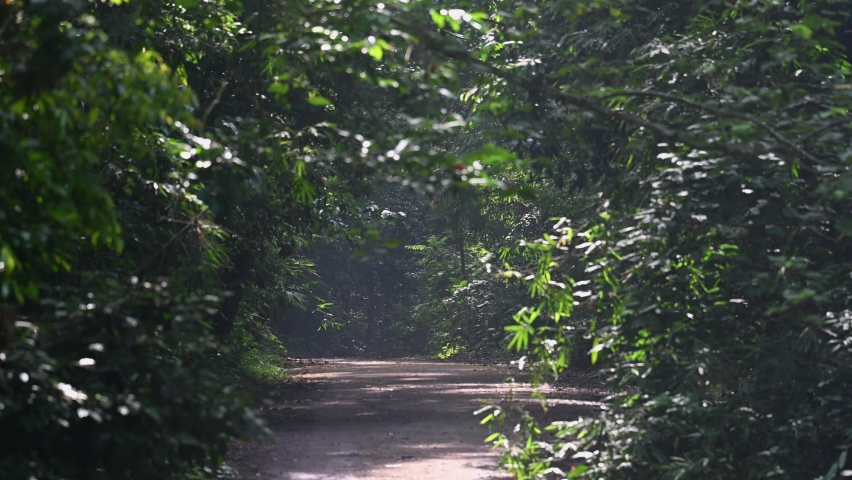 A dirt road leading into the deep of the rainforest, crossing three streams, and revealing a world class wildlife and nature experience; Kaeng Krachan National Park, UNESCO World Heritage, Thailand.